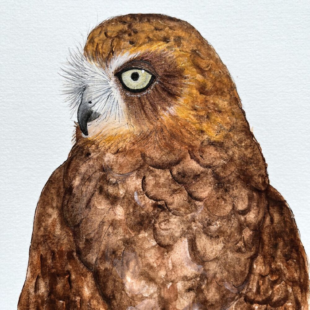 Boobook owl frame