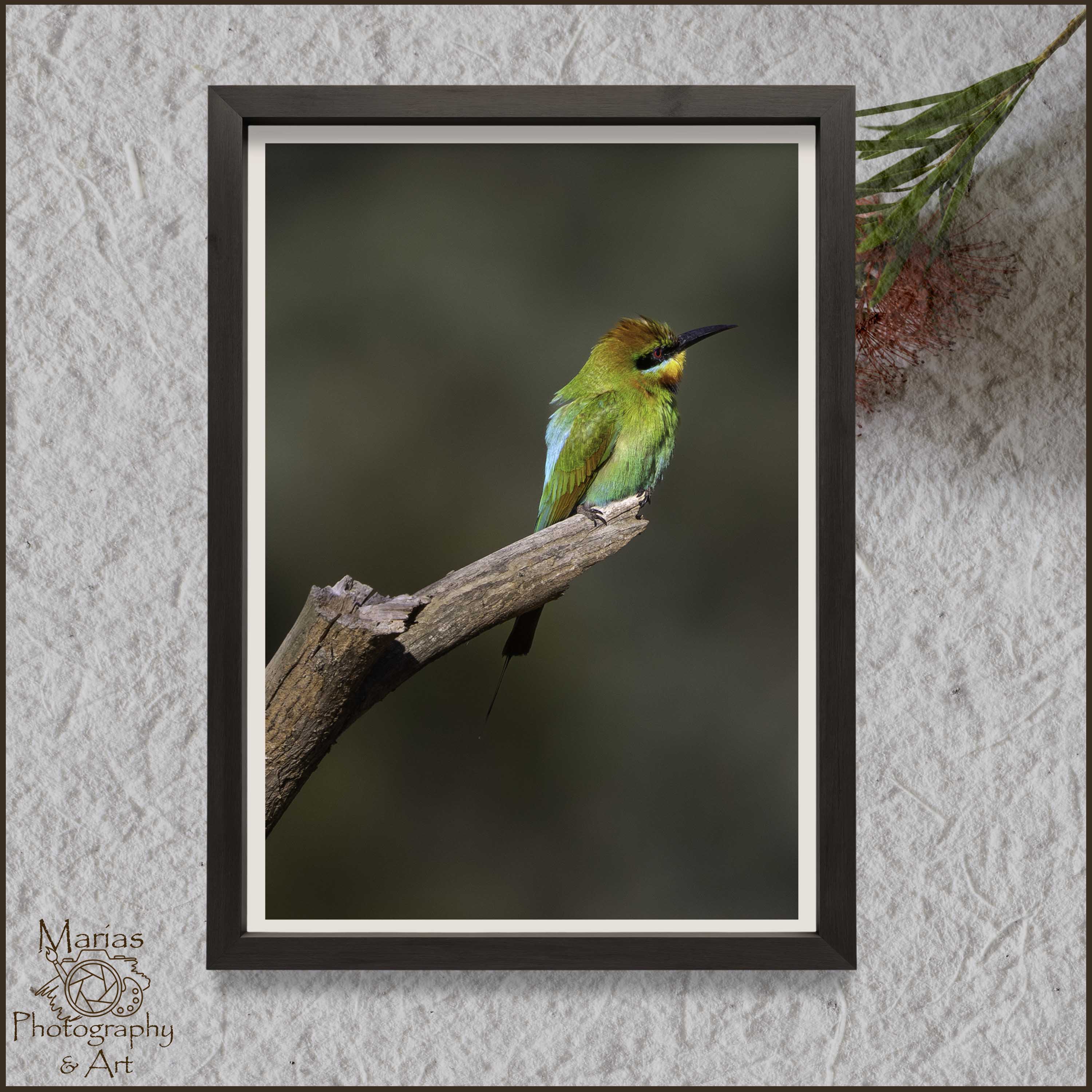 Photographic print | Wall Art | Rainbow bee-eater delight