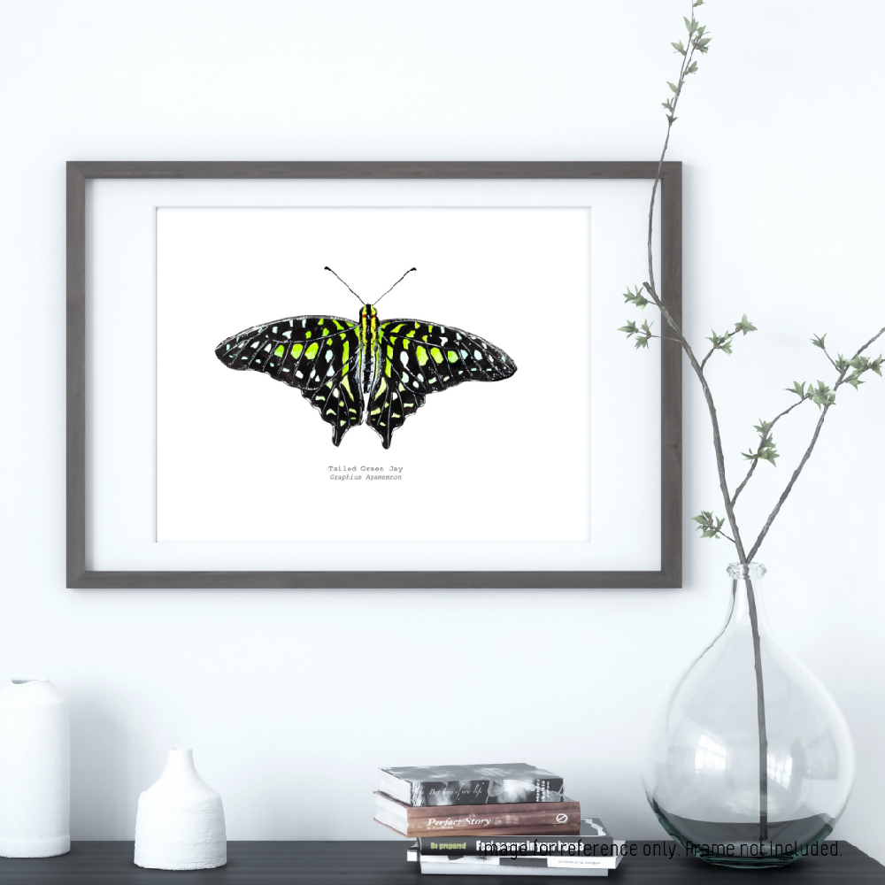 The Fauna Series - Tailed Green Jay Butterfly