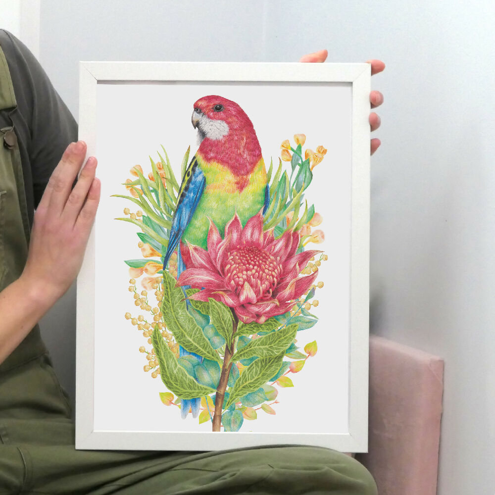 A4 art print of an Eastern Rosella with a waratah flower, by Australian bird artist Kayla Reay.