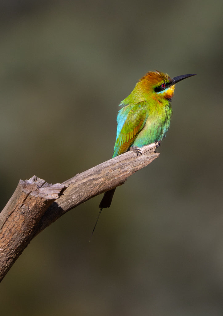 Photographic print | Wall Art | Rainbow bee-eater delight