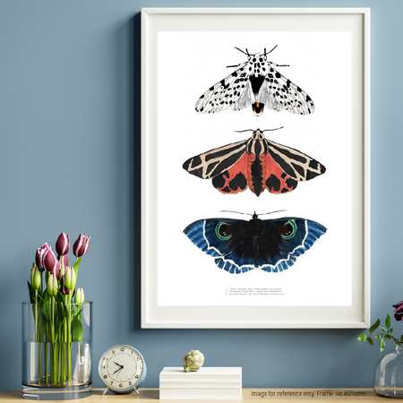 Watercolour Art Print - The Insect Series - 'Moth Trio'
