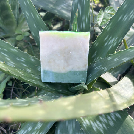 Homegrown Aloe Vera & Moringa Soap | Shea Butter | Organic | Natural | Gentle