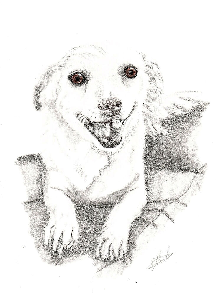 Graphite Pet Portrait A4 size