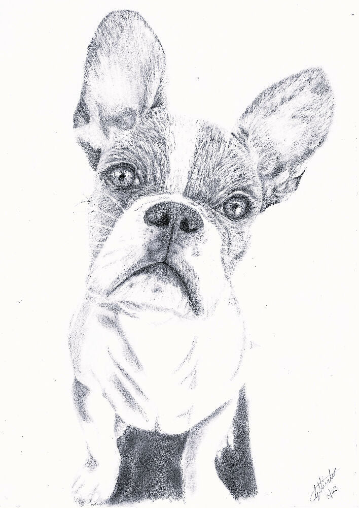 Graphite Pet Portrait A5