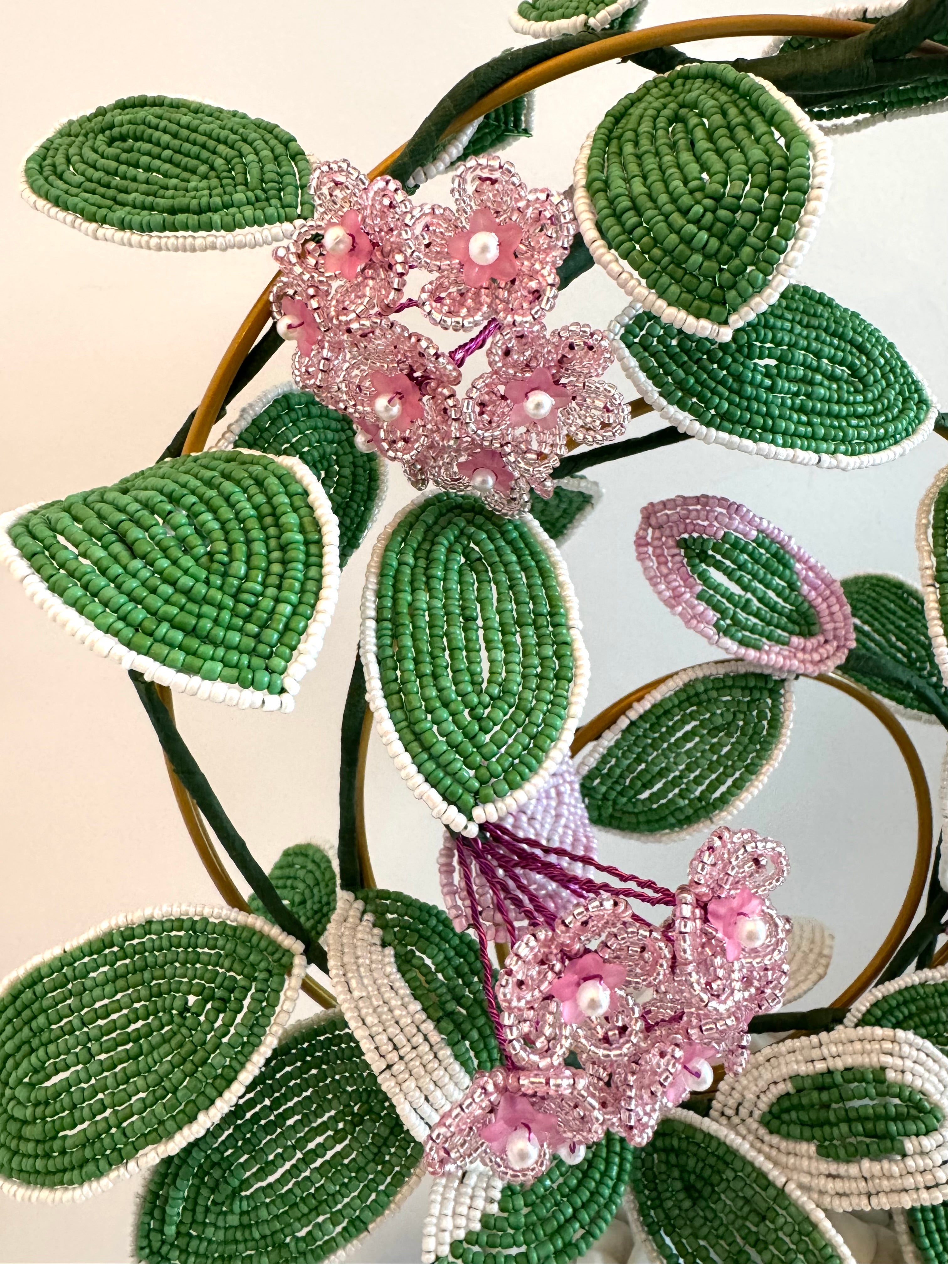 French-beaded flowering Krimson Queen Hoya