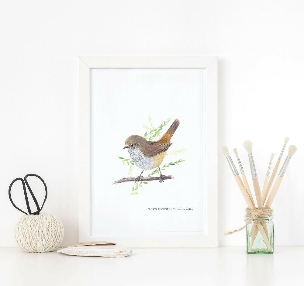 Brown Thornbill Frame