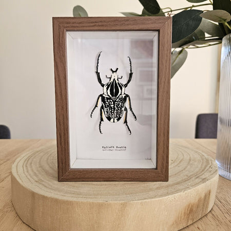 Faux Taxidermy Shadow Box Art - 'Goliath Beetle'