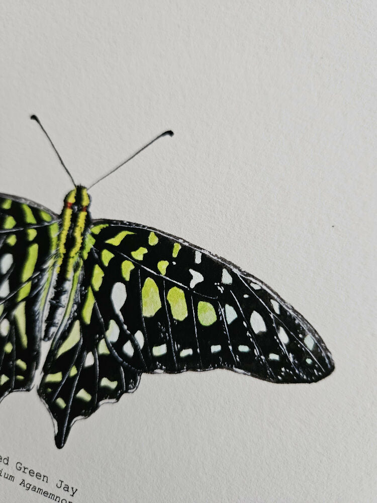 The Fauna Series - Tailed Green Jay Butterfly