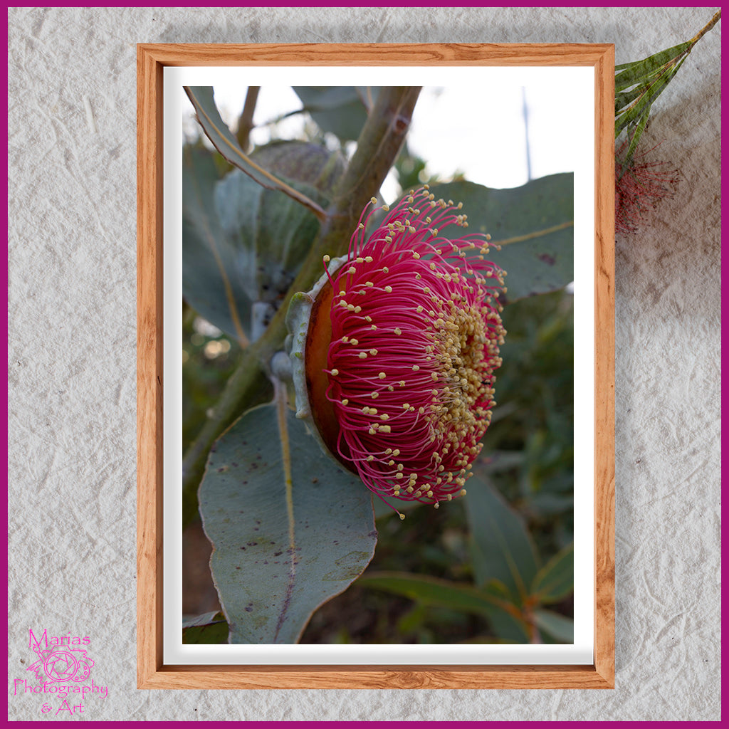 Photographic print | Wall Art | Native beauty