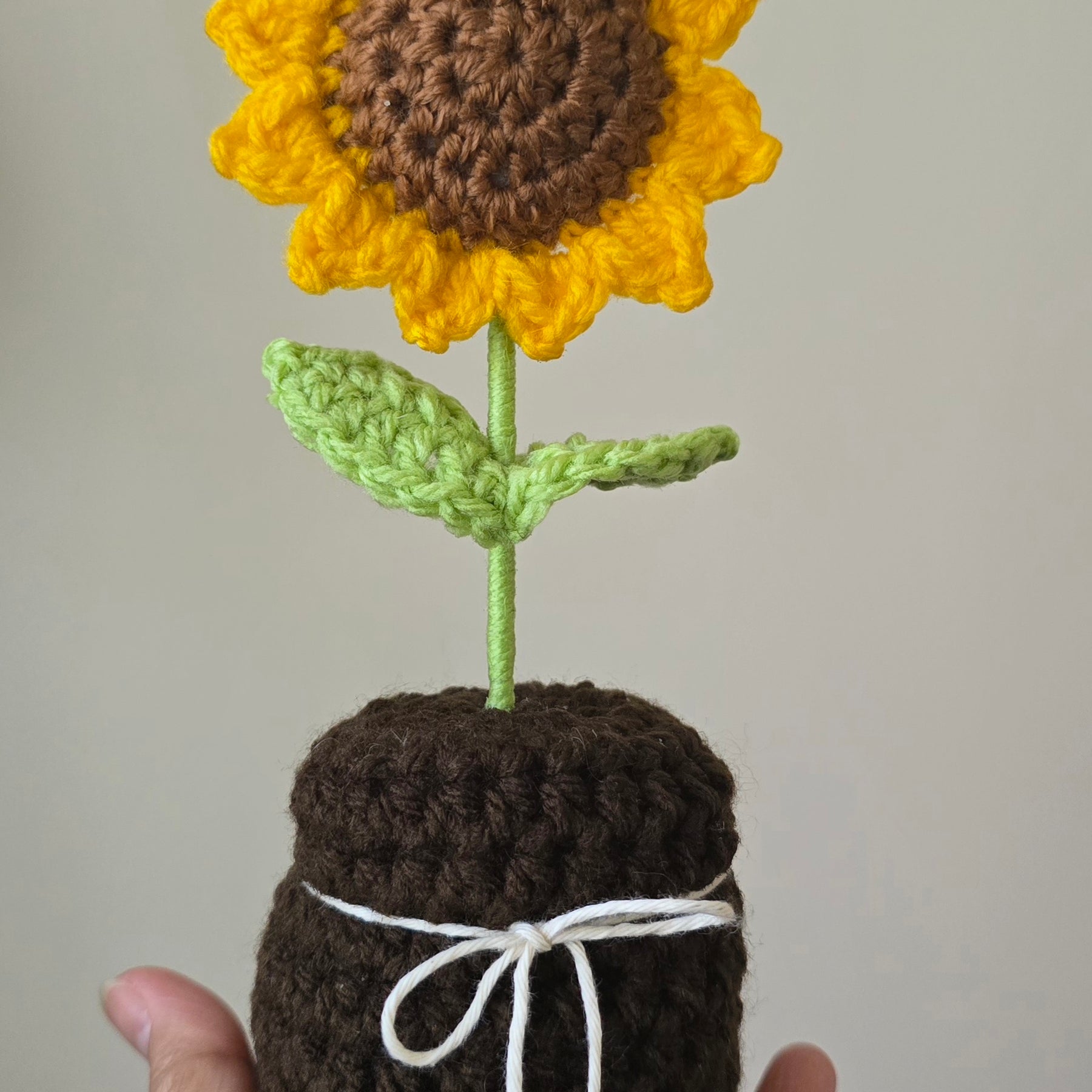 Sunflower in a Pot