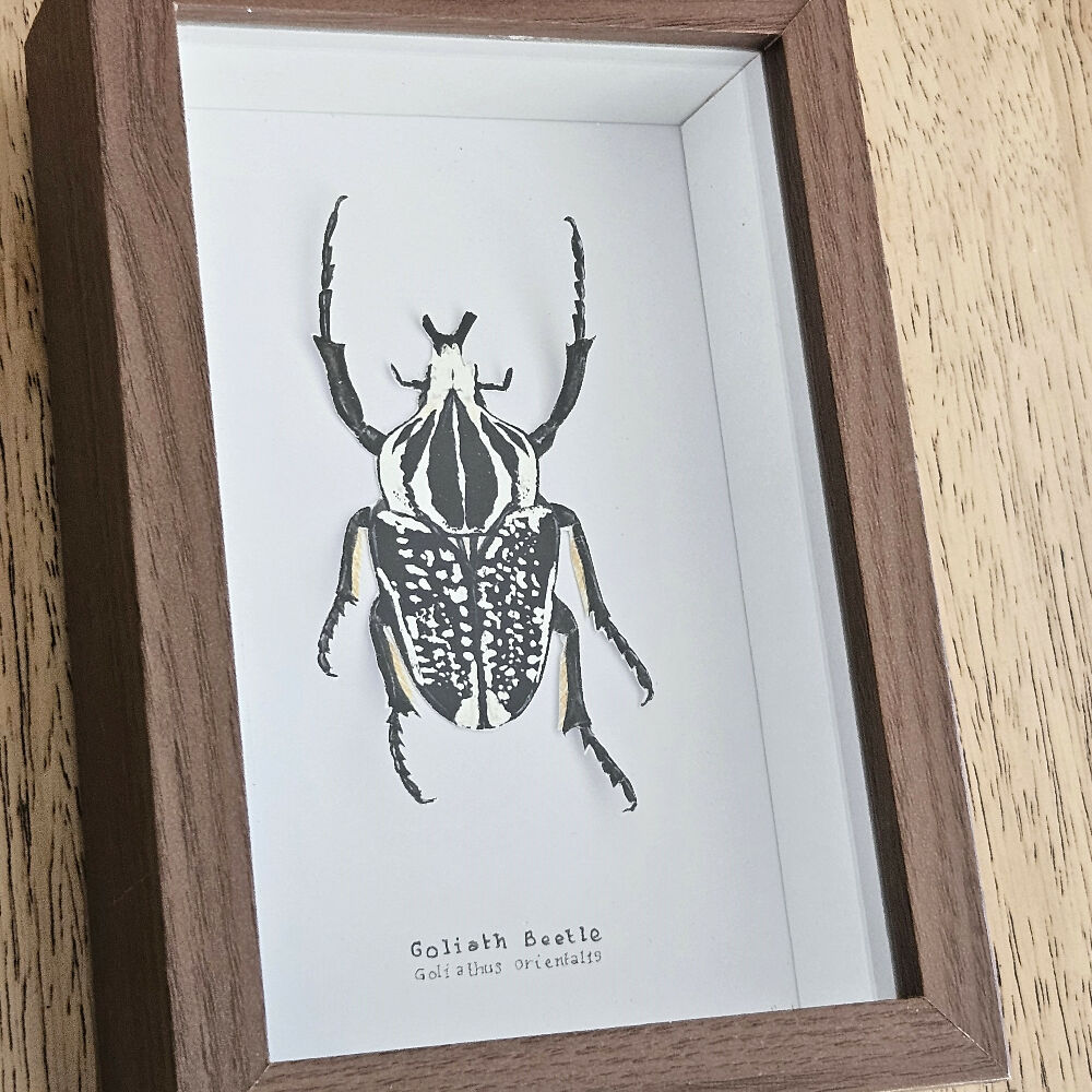 Faux Taxidermy Shadow Box Art - 'Goliath Beetle'