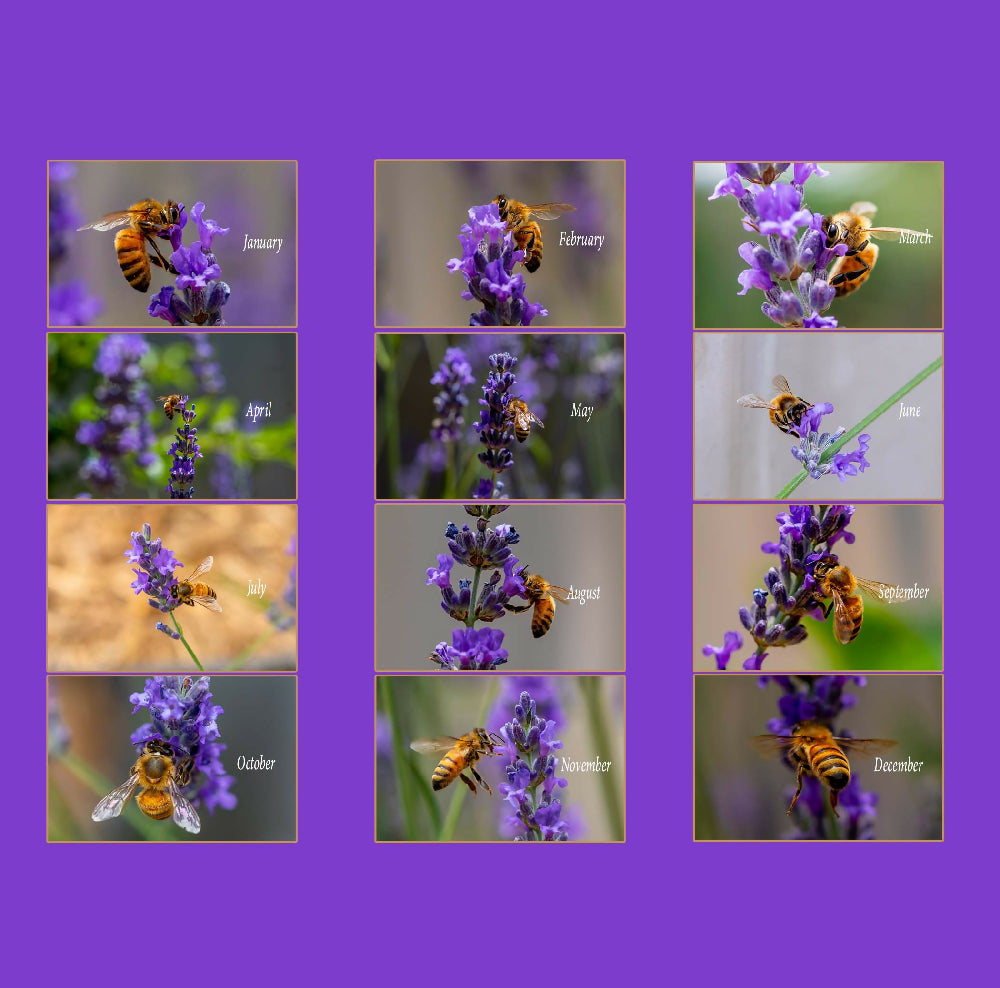 Bees and Lavender - 2025 Calender