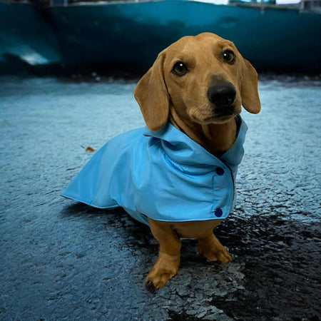 Dachshund dog raincoat for Puppy. Handmade Pet clothing/costume
