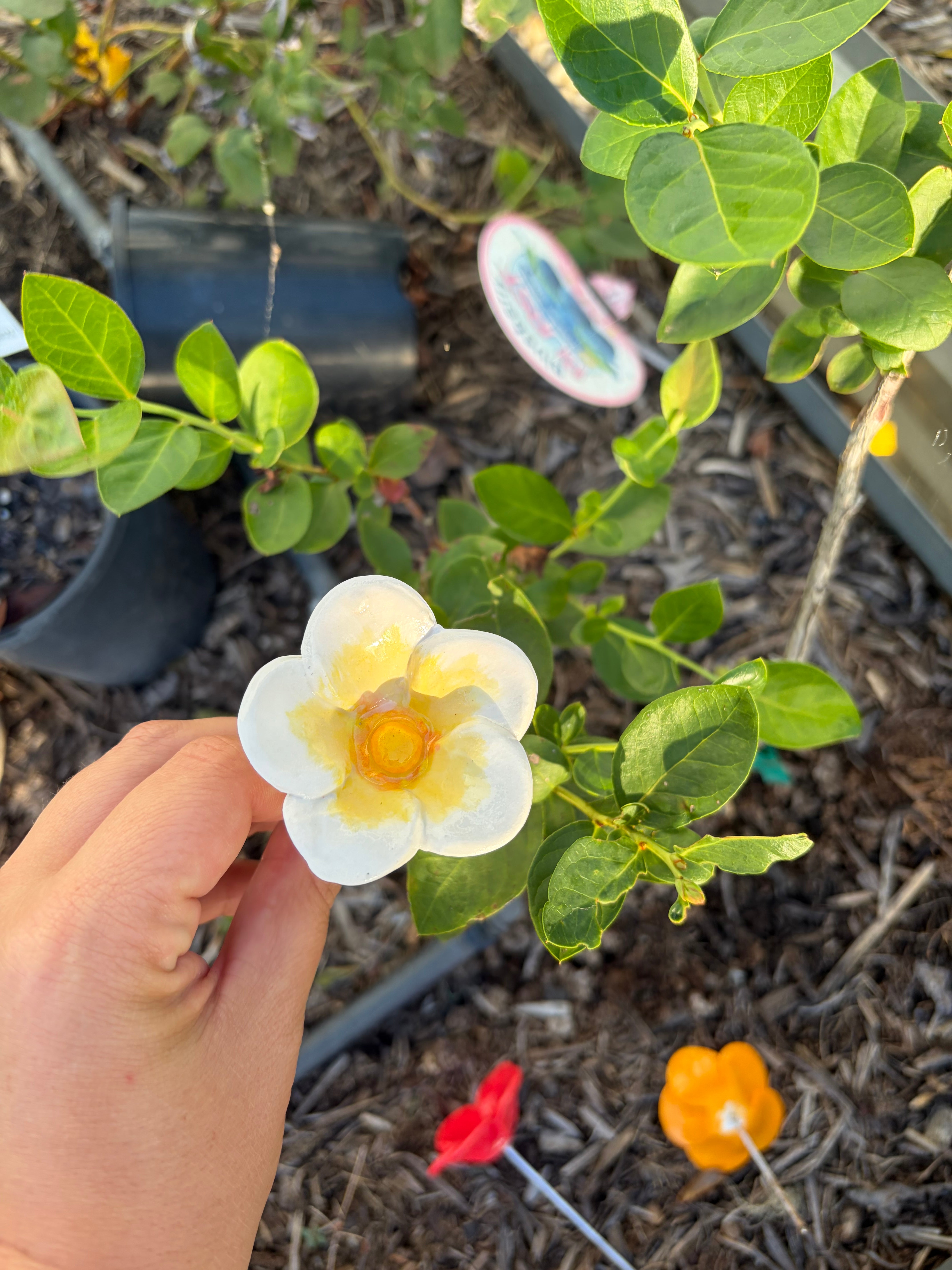 Bee Watering Cups - Ceramic Flowers!