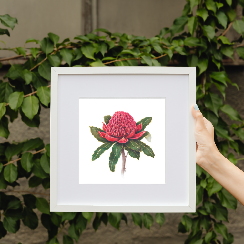 Australian-artist-wall-art-waratah-framed-square