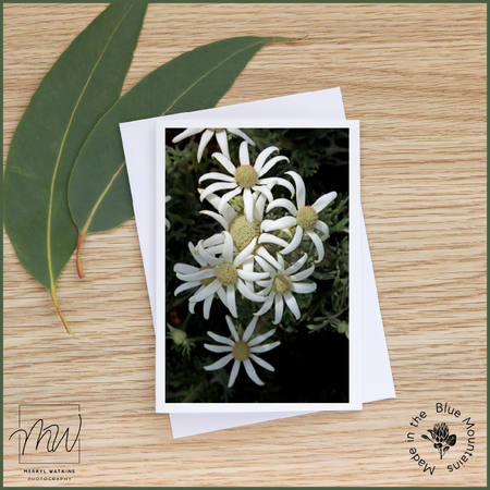 Blank Greeting Card - Flannel Flowers Photo