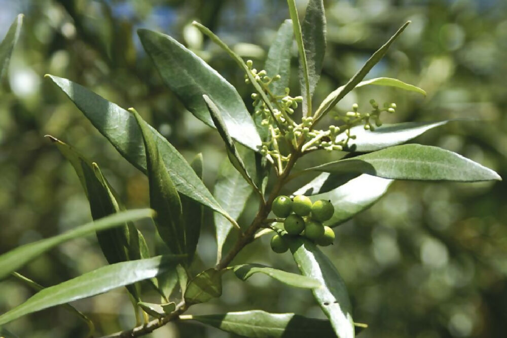 dried and chopped olive leaves 10g