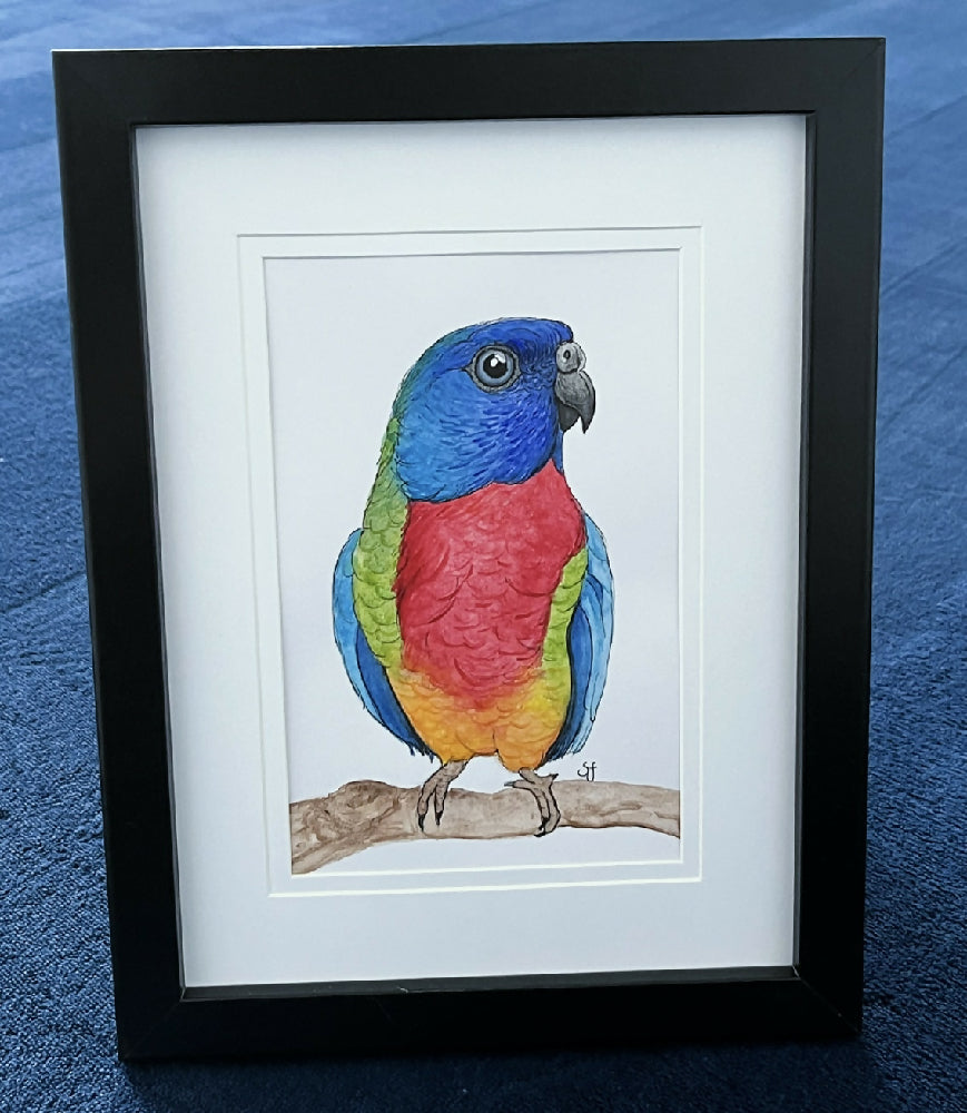 Scarlet-chested parrot frame