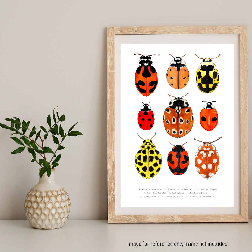 the fauna series - ladybug collage