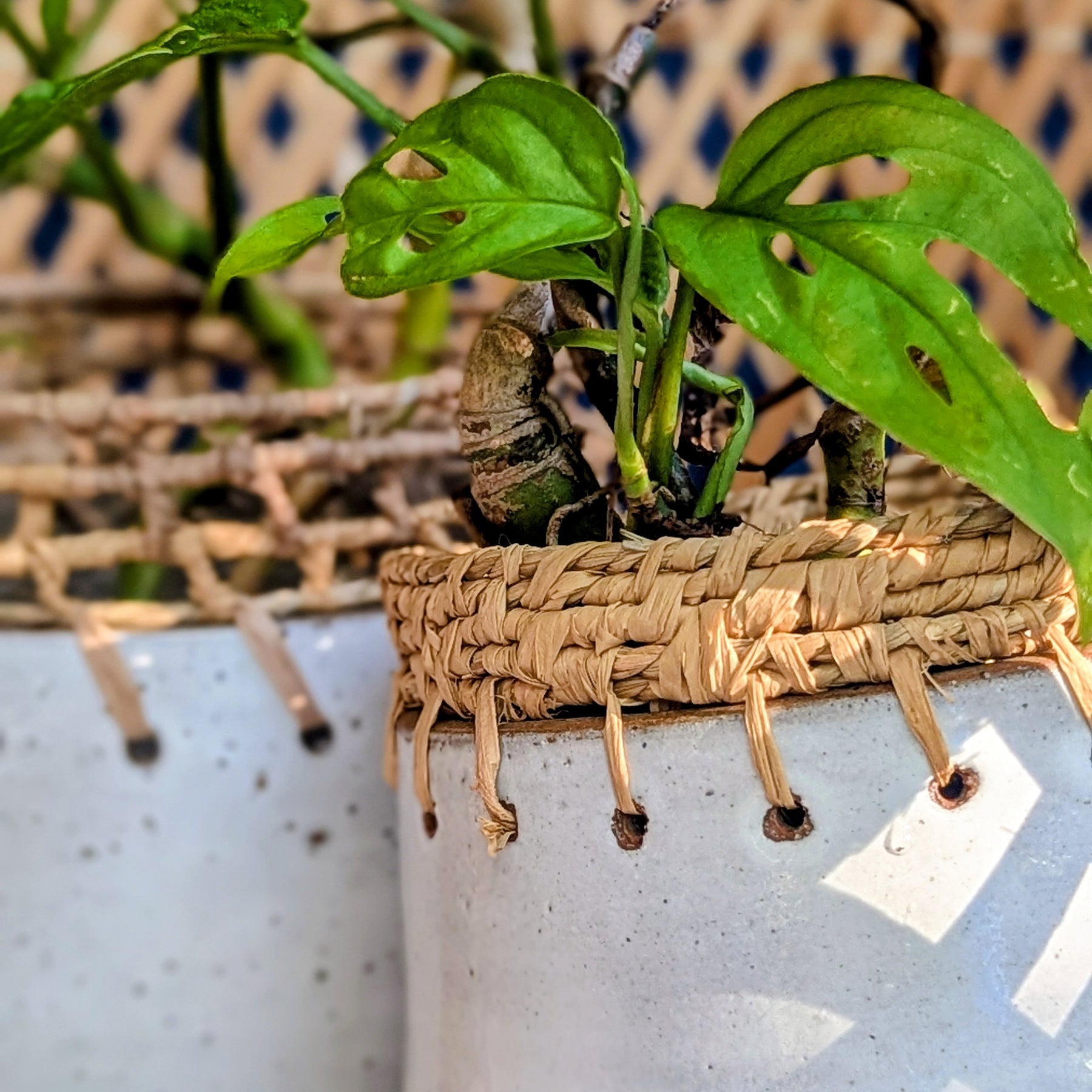 Clay Planter Pots with Woven Edge |  Basketry Detail |Recycled Circular Clay Seagrass Raffia|