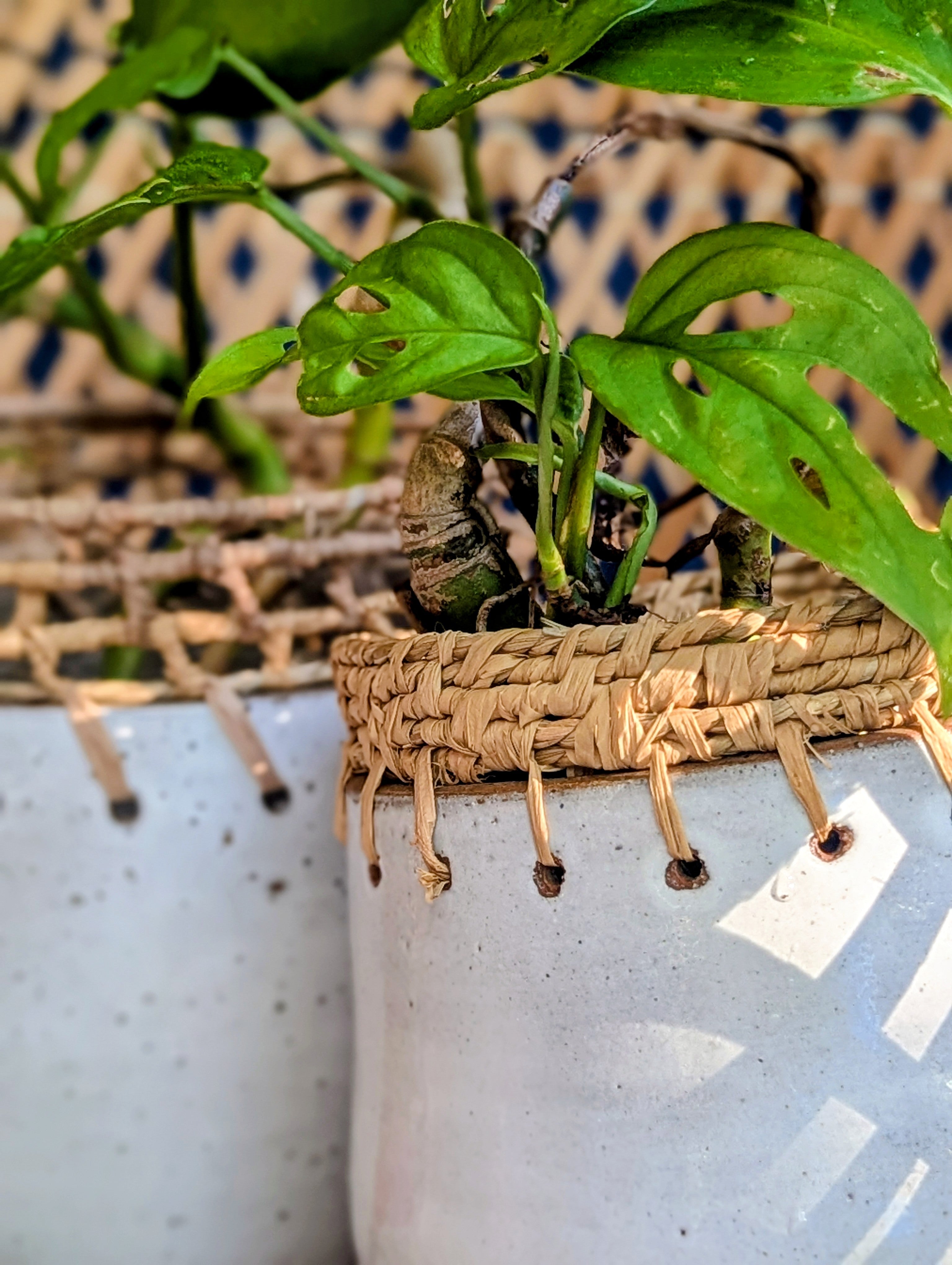 Clay Planter Pots with Woven Edge |  Basketry Detail |Recycled Circular Clay Seagrass Raffia|