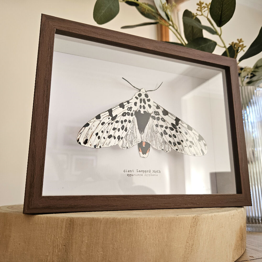 Faux Taxidermy Shadow Box Art - 'Giant Leopard Moth'