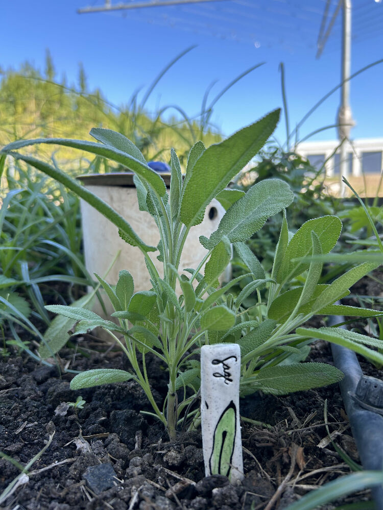 Set of 12 Herb Markers