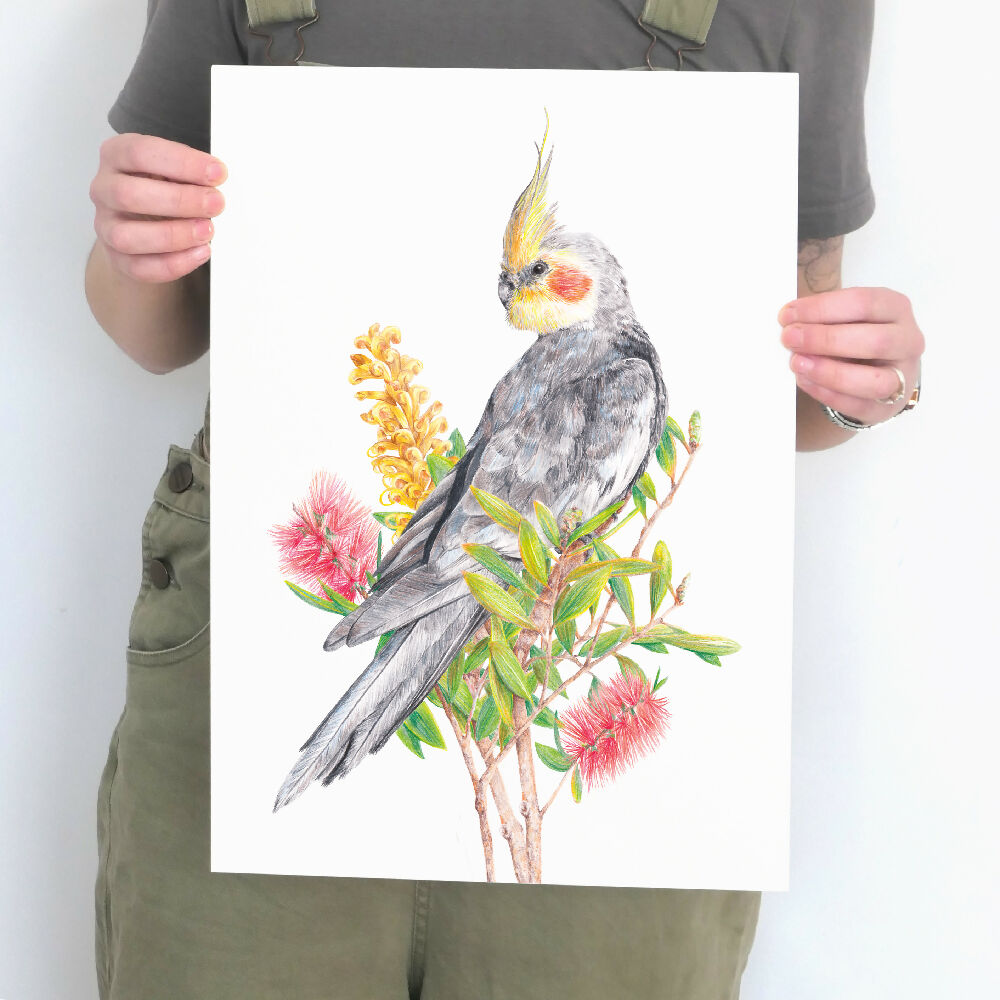 A3 art print of a cockatiel amongst Australian native flowers, by Australian bird artist Kayla Reay.