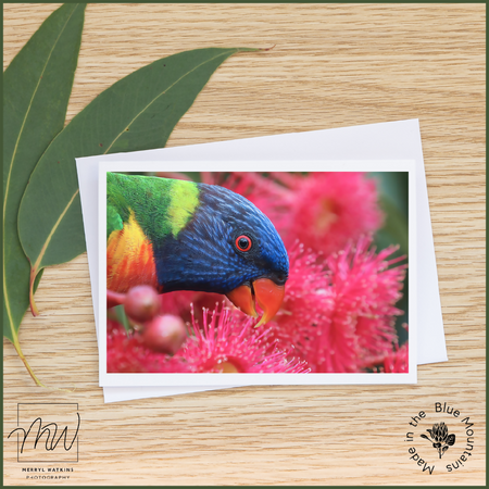 Greeting Card - Blank - Rainbow Lorikeet Close-up with Gum Blossoms - Photo