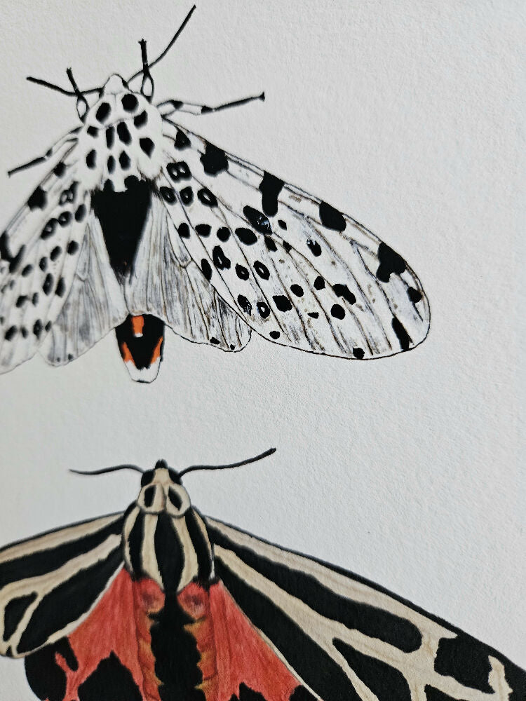 fauna series - moth trio