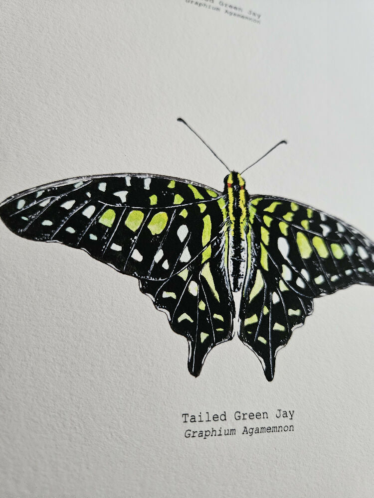 The Fauna Series - Tailed Green Jay Butterfly