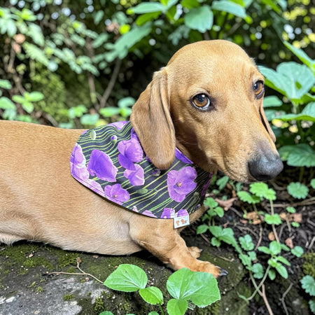 Purple Poppy Pet Bandana for ANZAC Day Honour. Animals of War, service dog