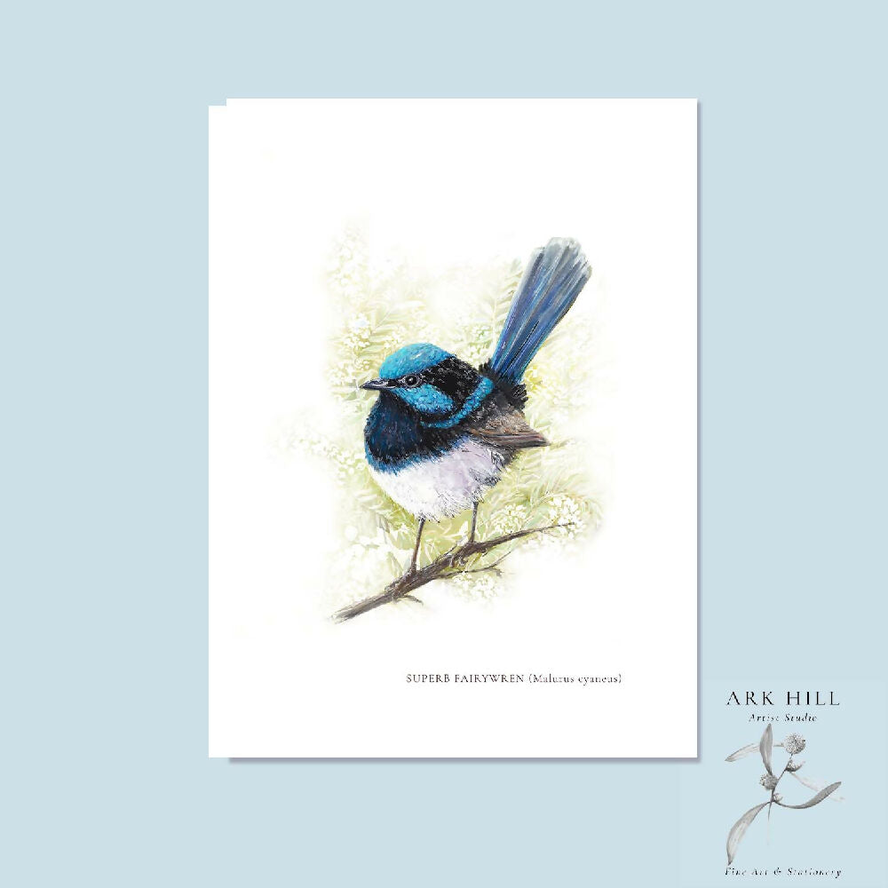 Superb Fairywren (Malurus cyaneus) Art Print by Kathleen Quinert at Ark Hill Studio in South Gippsland