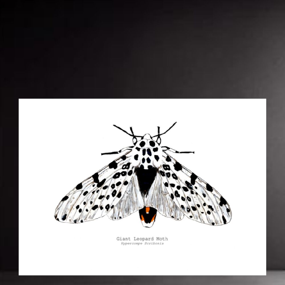 fauna series - giant leopard moth