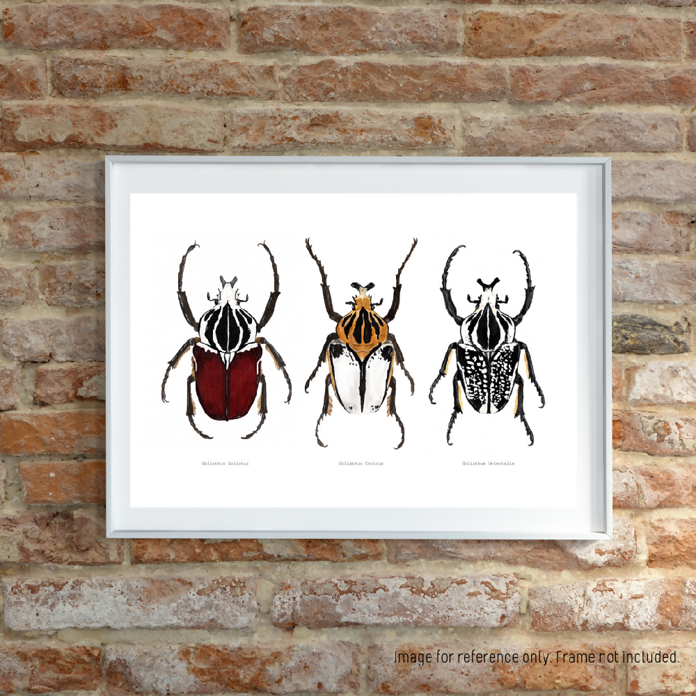 art print - the fauna series - goliath beetle trio