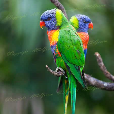 Rainbow Lorikeets | Photographic Print | Native Birds |Wall Art