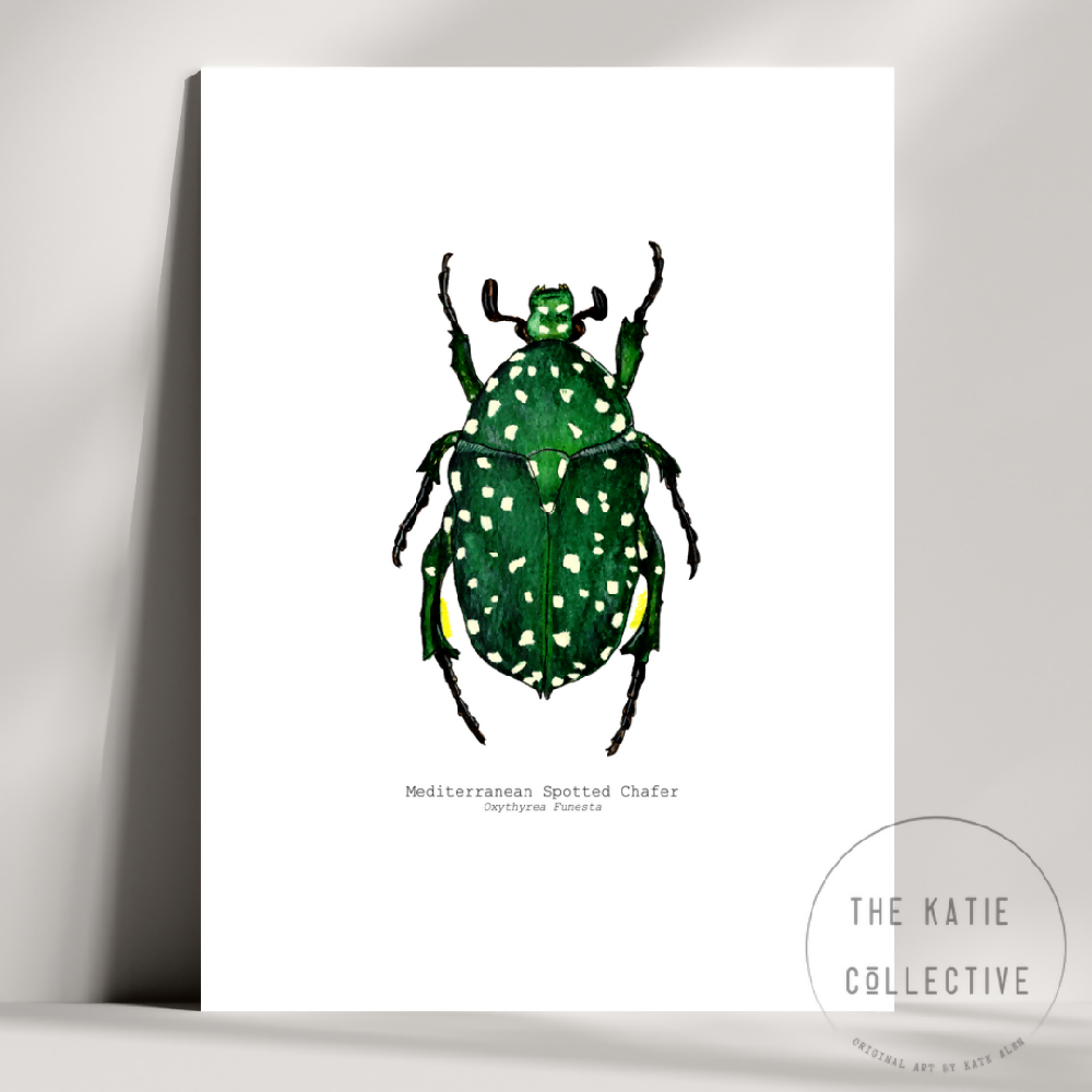 the katie collective - mediterranean spotted chafer