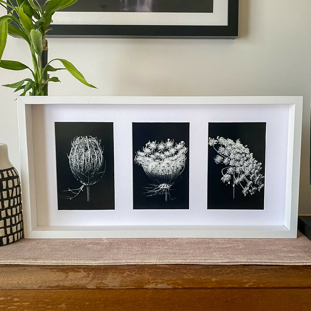 trio of queen anne's lace flowers