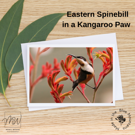 Blank Greeting Card - Eastern Spinebill in a Kangaroo Paw - Photo