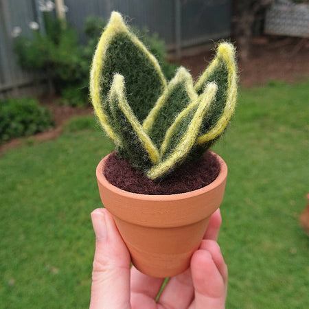 Needle Felted Succulent in Pot - Dwarf Snake Plant