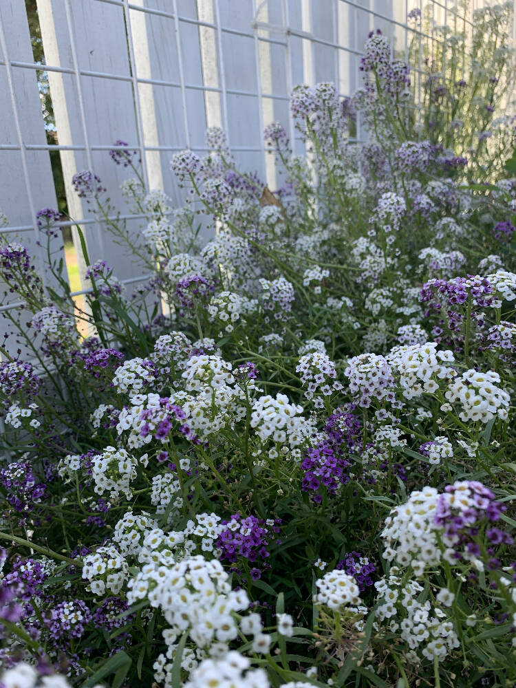 Alyssum Pastel Carpet Seeds