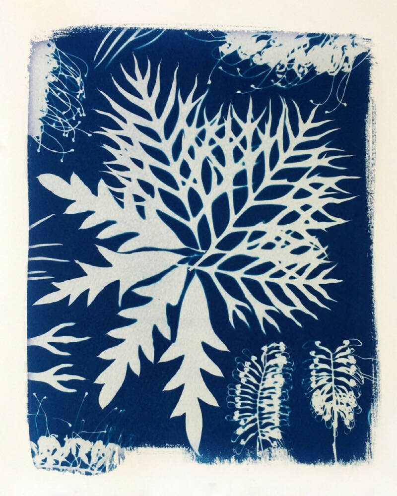 Grevillea Art Print, Original Cyanotype, 8x10 inches, Botanical Art