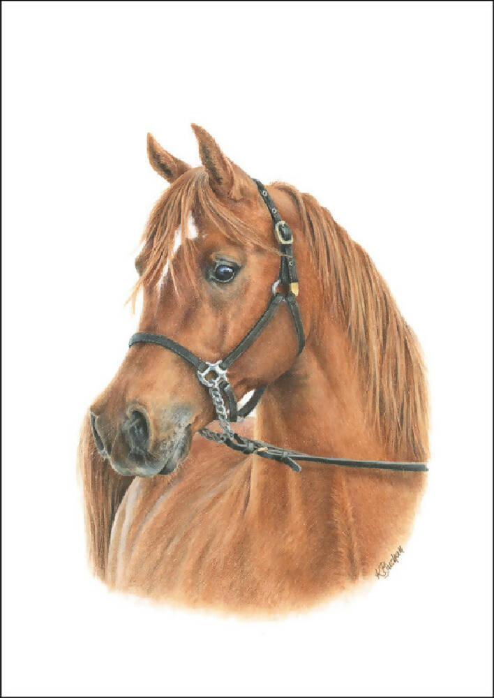 Wall Art Arabian horse A4 print