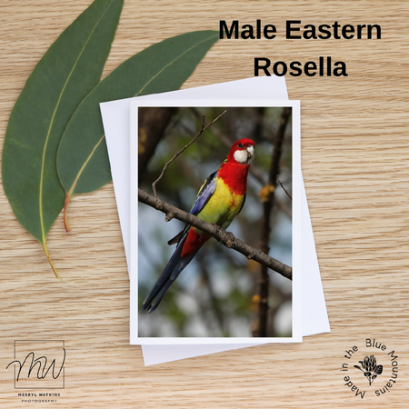 Blank Greeting Cards - Eastern Rosella Photo