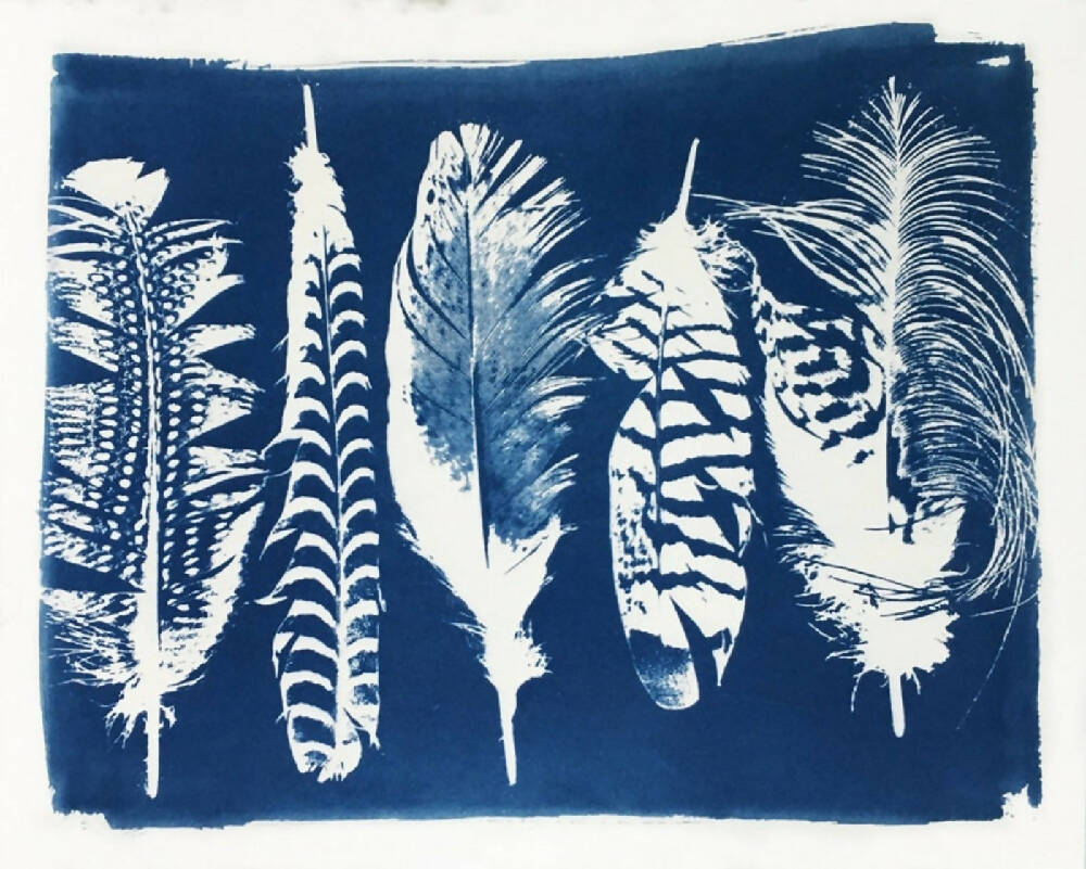 Feather Art Print, Original Cyanotype, 8x10 inch, Archival Nature Picture