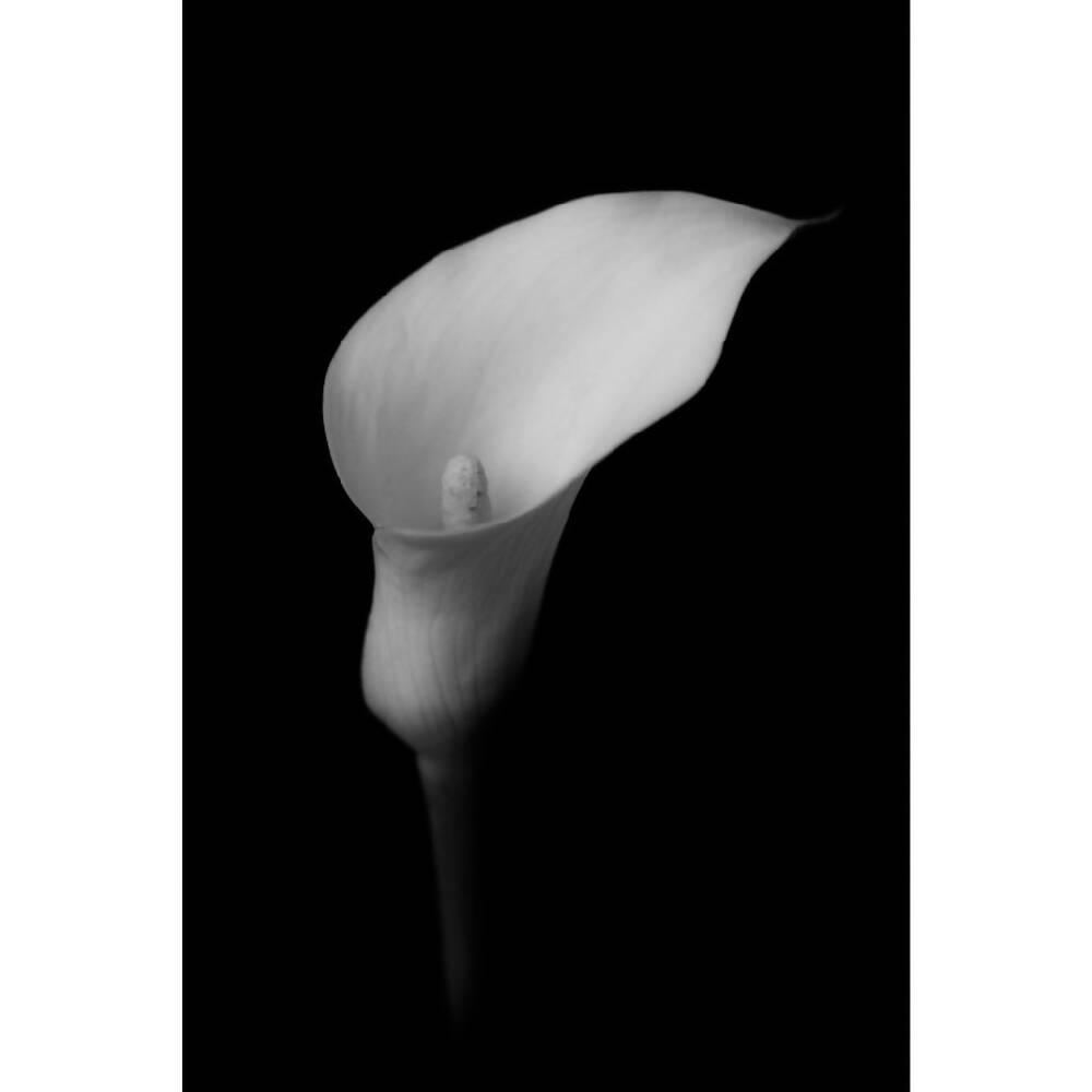 monochrome calla lily