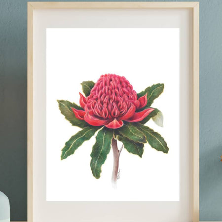 Wall Art Australian Waratah Flower A5 print