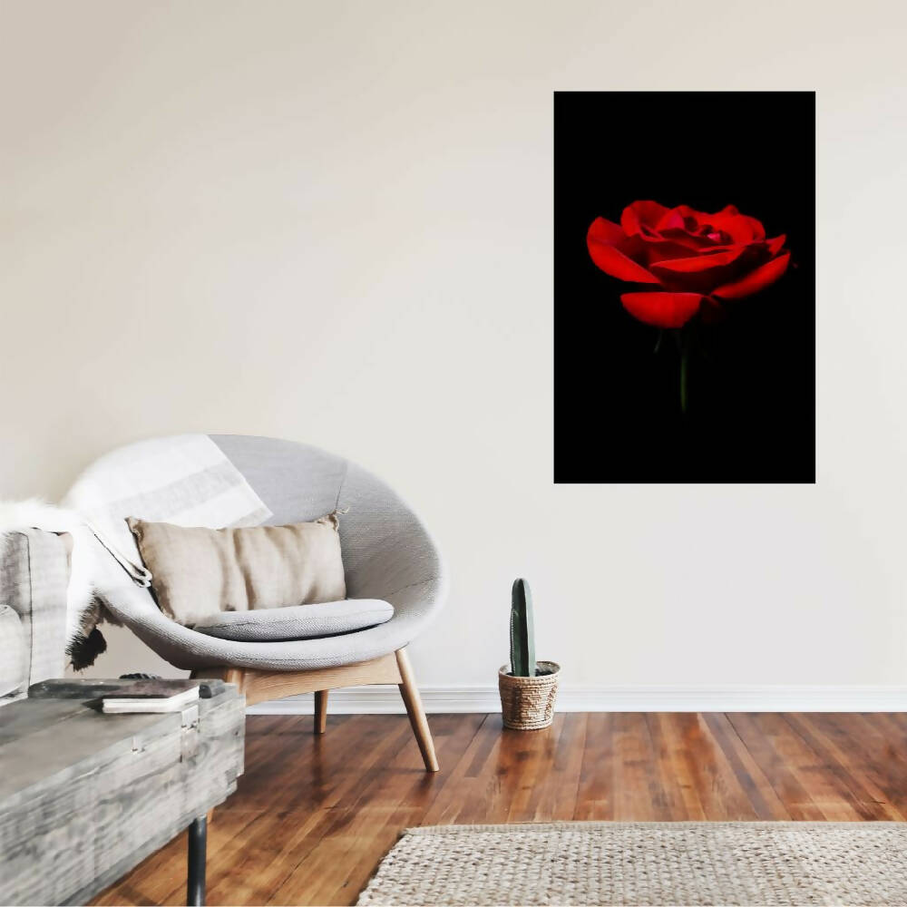red rose contemporary fine art photo on white wall