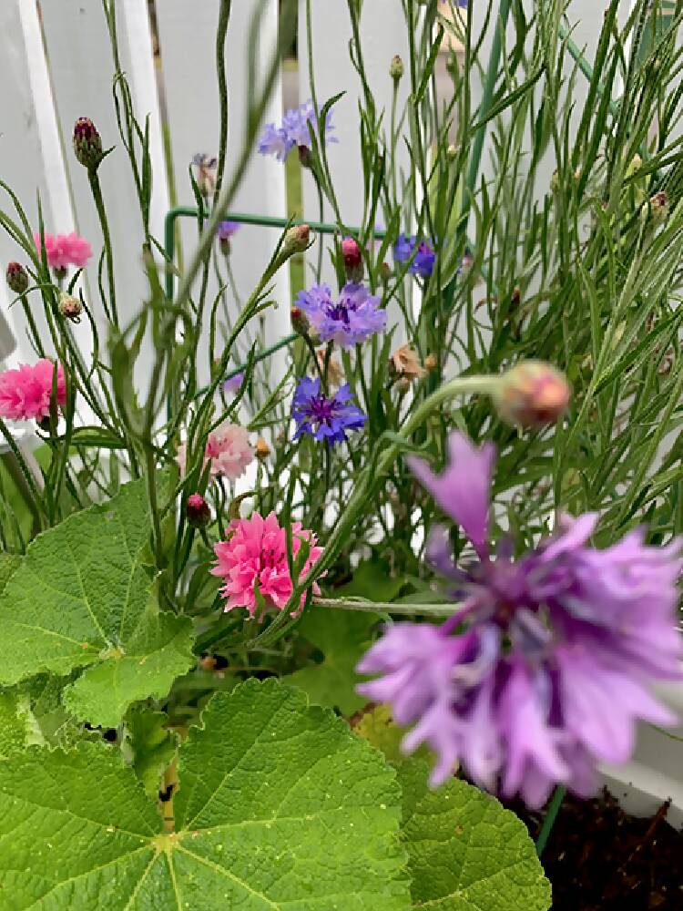 Cornflower Double Tall Seeds